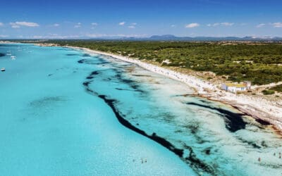 Blog - Fido Hotels - Mallorca - 3 Praktischer Leitfaden für die Strände auf Mallorca: Was Sie wissen sollten